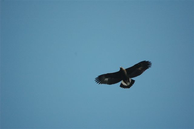 Golden Eagle thermal soaring.